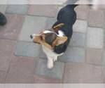 Small Photo #5 Cardigan Welsh Corgi Puppy For Sale in DENVER, CO, USA