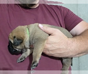 Medium Anatolian Shepherd-English Mastweiler Mix