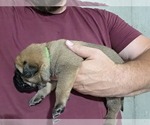 Puppy Green Anatolian Shepherd-English Mastweiler Mix