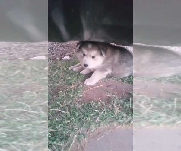 Medium Photo #5 Alaskan Malamute-Wolf Hybrid Mix Puppy For Sale in PEARCE, AZ, USA