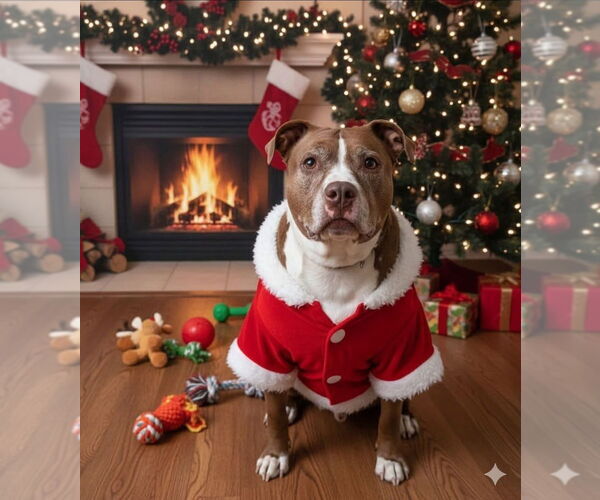 Medium Photo #2 Mutt Puppy For Sale in Evansville, IN, USA