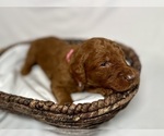Small Photo #11 Goldendoodle Puppy For Sale in ABILENE, TX, USA