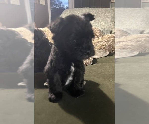 Medium Photo #12 Schnauzer (Miniature) Puppy For Sale in WALNUT COVE, NC, USA