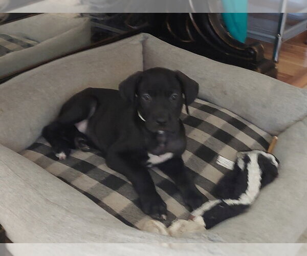 Medium Photo #2 Mastiff-Unknown Mix Puppy For Sale in Lakewood, CO, USA