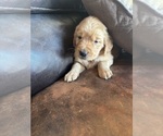 Small #31 Golden Retriever