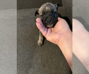 English Bulldog-German Shepherd Dog Mix Puppy for sale in PLYMOUTH, MA, USA