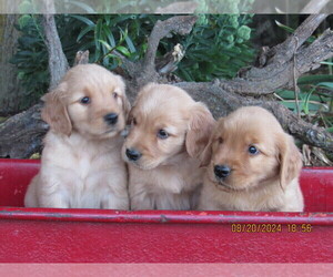 Golden Retriever Puppy for sale in SINGERS GLEN, VA, USA