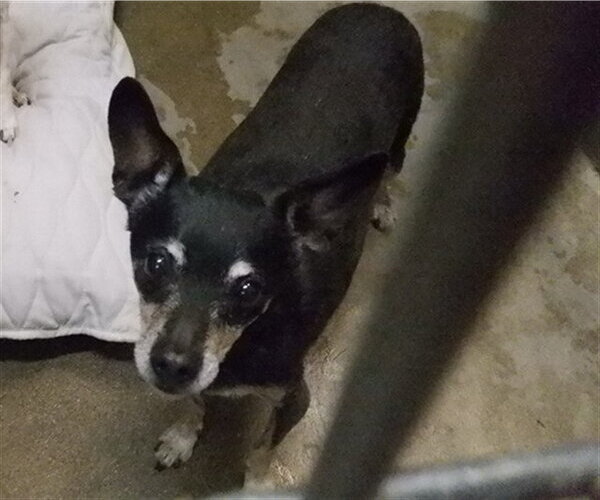 Medium Photo #1 Chihuahua-Unknown Mix Puppy For Sale in Oroville, CA, USA