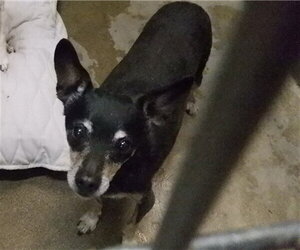 Chihuahua-Unknown Mix Dogs for adoption in Oroville, CA, USA