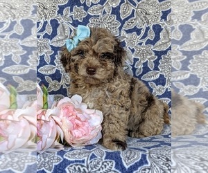 Poodle (Miniature)-Shepadoodle Mix Puppy for sale in GLEN ROCK, PA, USA