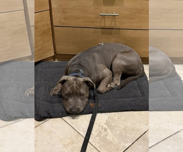 Medium Photo #2 American Pit Bull Terrier-Unknown Mix Puppy For Sale in La Verne, CA, USA