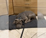Small #1 American Pit Bull Terrier Mix