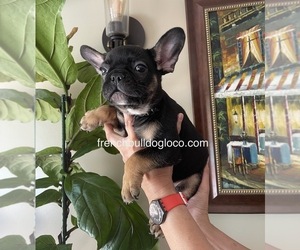 French Bulldog Puppy for sale in MODESTO, CA, USA