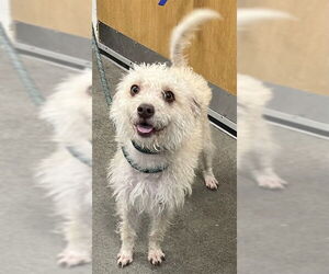 Miniature Schnauzer-Poodle (Miniature) Mix Dogs for adoption in Forestville, MD, USA