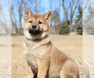 Shiba Inu Puppy for sale in CANTON, SD, USA