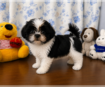 Small #5 Shih Tzu