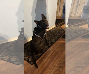 Bulldog-Unknown Mix Dogs for adoption in Holly Springs, NC, USA