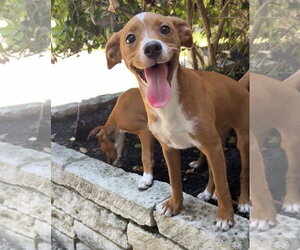 Mutt Dogs for adoption in The Woodlands, TX, USA
