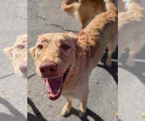 Retriever -Unknown Mix Dogs for adoption in Sandy, UT, USA