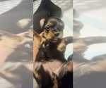 Small #5 Yorkshire Terrier