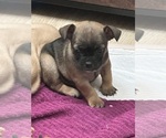 Small #2 French Bulldog-French Bullhuahua Mix
