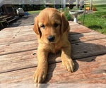Small #4 Golden Retriever