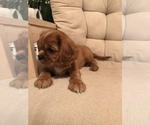 Small Photo #10 Cavalier King Charles Spaniel Puppy For Sale in LAKELAND, FL, USA