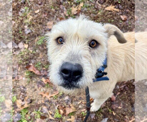Medium Photo #2 Mutt Puppy For Sale in Sparta, TN, USA