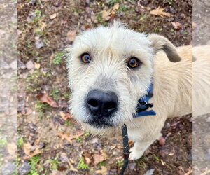 Pearl - Female Mutt Dog for Adoption - Photo #2