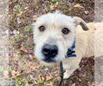 Small Photo #2 Mutt Puppy For Sale in Sparta, TN, USA
