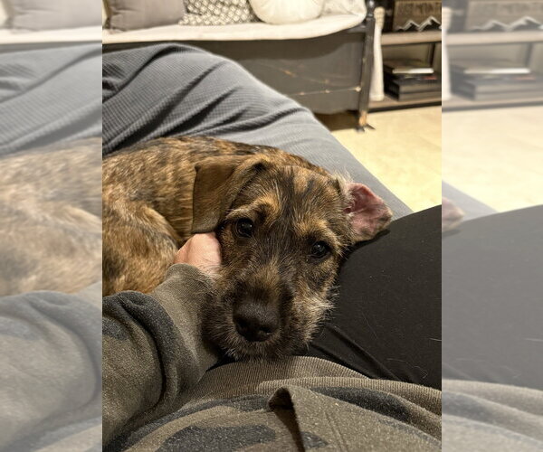 Medium Photo #7 Boxer-Unknown Mix Puppy For Sale in Mooresville, NC, USA