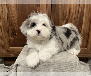 ShihPoo Puppy for sale in BILLINGS, MT, USA