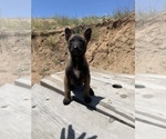 Small Photo #14 Belgian Malinois Puppy For Sale in SAN DIEGO, CA, USA
