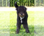 Small Labrador Retriever