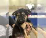 Small #1 German Shepherd Dog