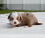 Small #6 Miniature Australian Shepherd