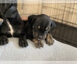 Small Photo #12 Bullmastiff Puppy For Sale in VICTORVILLE, CA, USA