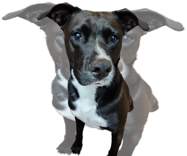 Medium Photo #14 American Staffordshire Terrier-Unknown Mix Puppy For Sale in Rosenberg, TX, USA