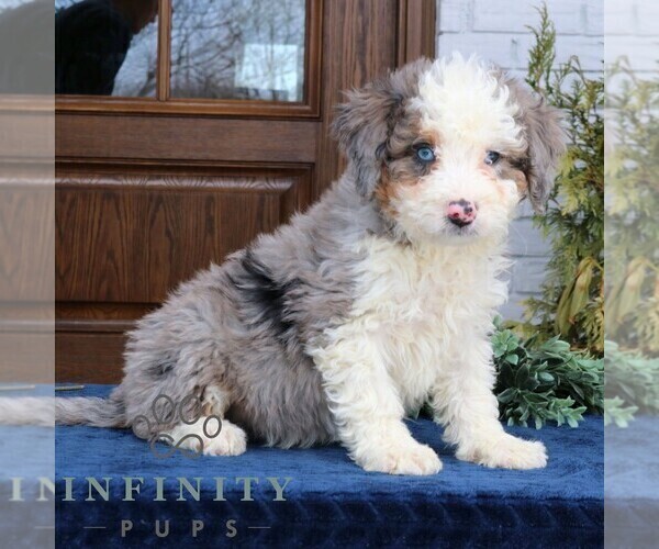 Medium Photo #4 Bernedoodle (Miniature) (+ Poodle Miniature) Puppy For Sale in NARVON, PA, USA