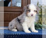 Small #3 Bernedoodle (Miniature) (+ Poodle Miniature)