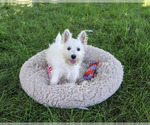 Bonnie - Female West Highland White Terrier Puppy for Sale - Photo #10
