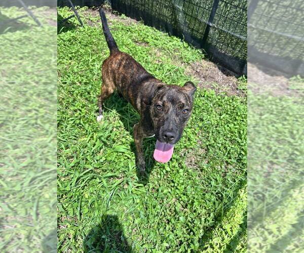 Medium Photo #2 Mutt Puppy For Sale in Abbeville, LA, USA
