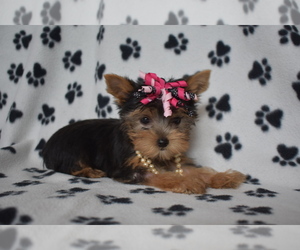 Yorkshire Terrier Puppy for Sale in FAIRFAX, Missouri USA