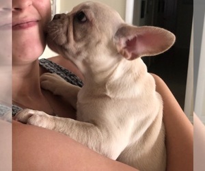 French Bulldog Puppy for sale in MERRITT ISLAND, FL, USA