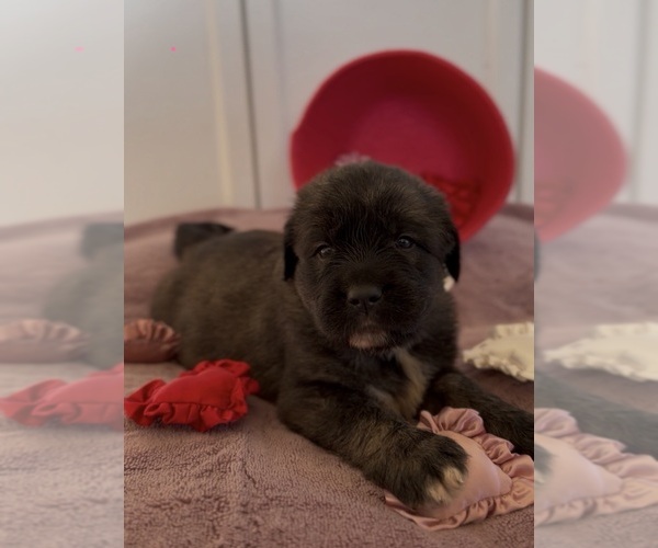 Medium Photo #36 Mastiff-Pyrenean Mastiff Mix Puppy For Sale in RHOME, TX, USA