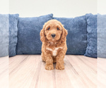 Small Miniature Labradoodle