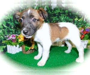 Jack Russell Terrier Puppy for sale in HAMMOND, IN, USA