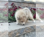 Small Photo #4 Pomeranian Puppy For Sale in CANOGA, NY, USA