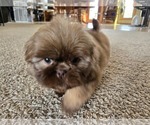 Small #2 Shih Tzu
