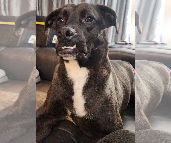 Medium Photo #12 Labrador Retriever-Unknown Mix Puppy For Sale in Farmington, MN, USA